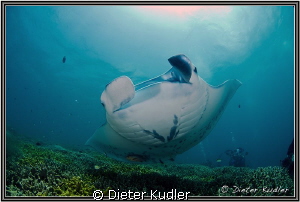 Manta Ray by Dieter Kudler 